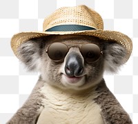 PNG  Koala wildlife mammal animal