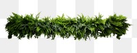 PNG Layer of ferns nature plant green