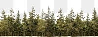 PNG Pine forest nature backgrounds landscape. 