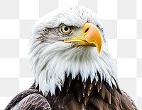 PNG  Portrait animal eagle beak.