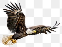 PNG  American bald eagle animal flying bird.
