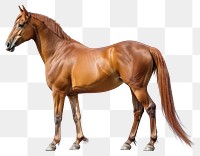 PNG  Arabian horse mammal animal herbivorous.