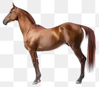 PNG  Contested Arabian horse stallion animal mammal.