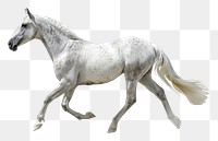 PNG  Grey Arabian horse stallion animal mammal.