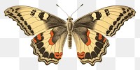 PNG Butterfly animal insect paper. 