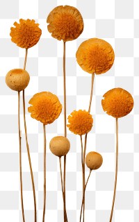 PNG Real Pressed a Craspedia Billy Buttons flower plant petal.