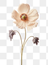 PNG Real Pressed a Anemone flower blossom anemone.