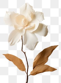 PNG Real Pressed a Gardenia flower gardenia petal.
