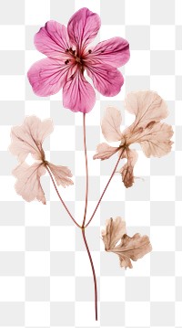 PNG Real Pressed a Geranium flower geranium blossom.