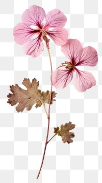 PNG Real Pressed a Geranium flower geranium petal.