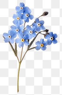 PNG Real Pressed a Forget me not flower plant petal.