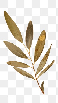 PNG Real Pressed a Olive leaf plant paper herbs.