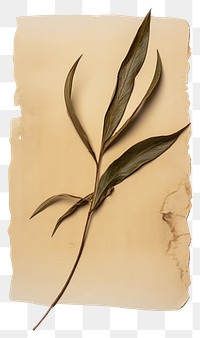 PNG Real Pressed a Olive leaf plant paper herbs.