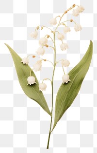 PNG Real Pressed a Lily of the valley flower plant petal.