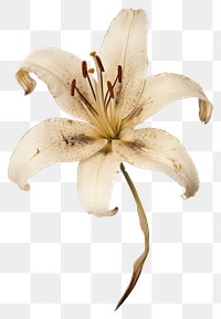 PNG Real Pressed a lily flower plant inflorescence.