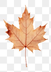 PNG Real Pressed a Maple leaf maple textured plant.