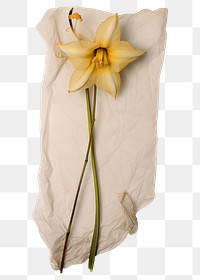 PNG Real Pressed a Narcissus flower plant paper.
