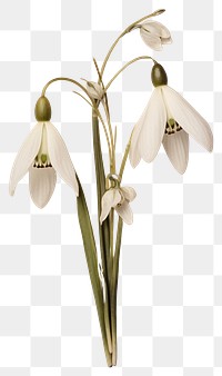 PNG Real Pressed a snowdrops flower petal plant.