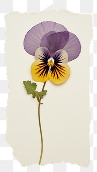 PNG Real Pressed a Pansy flower pansy plant.