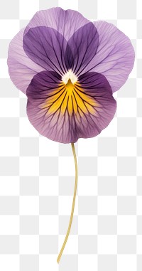 PNG Real Pressed a Pansy flower pansy petal.