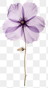PNG Real Pressed a Purple flower purple petal plant.