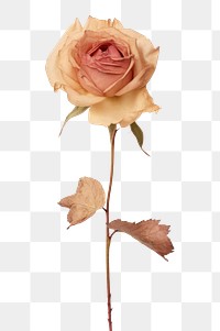 PNG Real Pressed a Rosa flower plant rose.