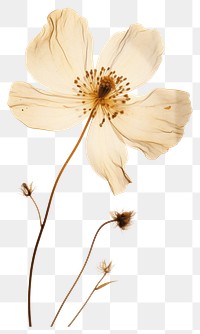 PNG Real Pressed a Wildflower blossom nature petal.