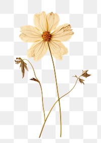 PNG Real Pressed a Wildflower nature petal plant.