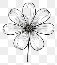 PNG  Doodle flower drawing sketch white. AI generated Image by rawpixel.