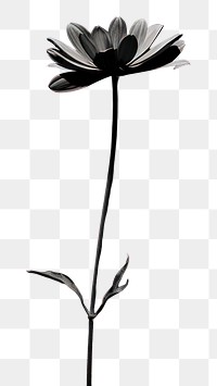PNG  Black Background black flower plant.