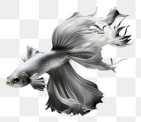 PNG  Black Background fish animal white.