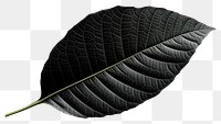 PNG  Black Background black leaf plant.