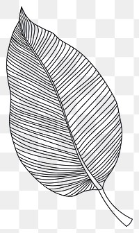PNG Continuous line drawing tropical leave sketch plant leaf.