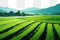 PNG Green rice field abstract background agriculture outdoors nature.
