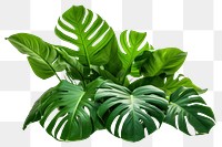 PNG  Isolated bunch of tropical leaves tropics plant leaf.