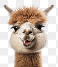 PNG Smiling alpaca mammal animal llama. AI generated Image by rawpixel.