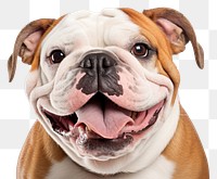 PNG Smiling bulldog mammal animal boxer. AI generated Image by rawpixel.