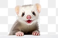 PNG Animal mammal rodent rat. AI generated Image by rawpixel.