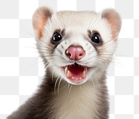 PNG Smiling ferret animal mammal mustelinae. AI generated Image by rawpixel.