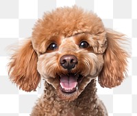 PNG Smiling poodle mammal animal pet. AI generated Image by rawpixel.