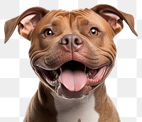 PNG Smiling pitbull bulldog mammal animal. 