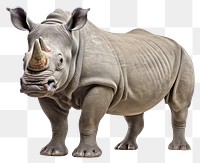 PNG Smiling rhino wildlife animal mammal. AI generated Image by rawpixel.