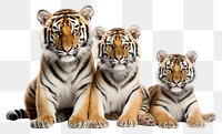PNG  Tiger family wildlife animal mammal.