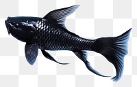 PNG  Black koi fish animal underwater wildlife. AI generated Image by rawpixel.
