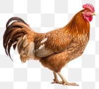 PNG  Brown skinny chicken poultry animal bird.