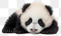 PNG  Cute baby panda wildlife animal mammal.