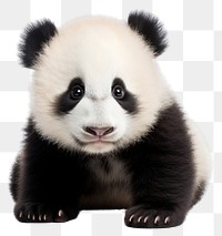 PNG  Cute baby panda wildlife animal mammal.