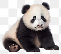 PNG  Cute panda baby wildlife animal mammal.