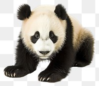 PNG  Panda bear wildlife animal mammal.
