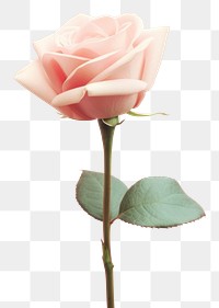 PNG Pastel background rose flower plant. AI generated Image by rawpixel.